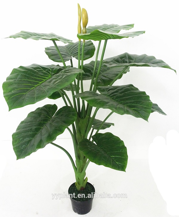 Philodendron Bitkisi